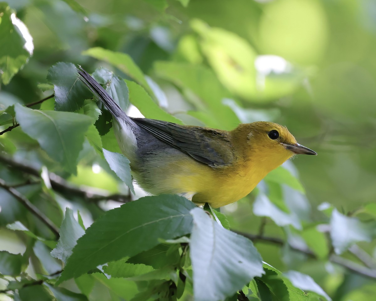 Prothonotary Warbler - ML465603151