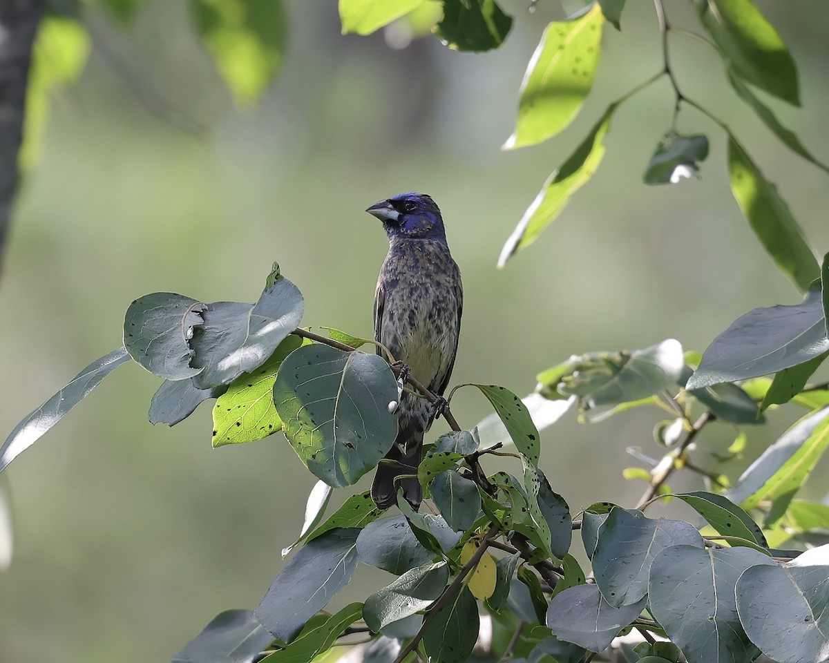 Blue Grosbeak - ML465603181