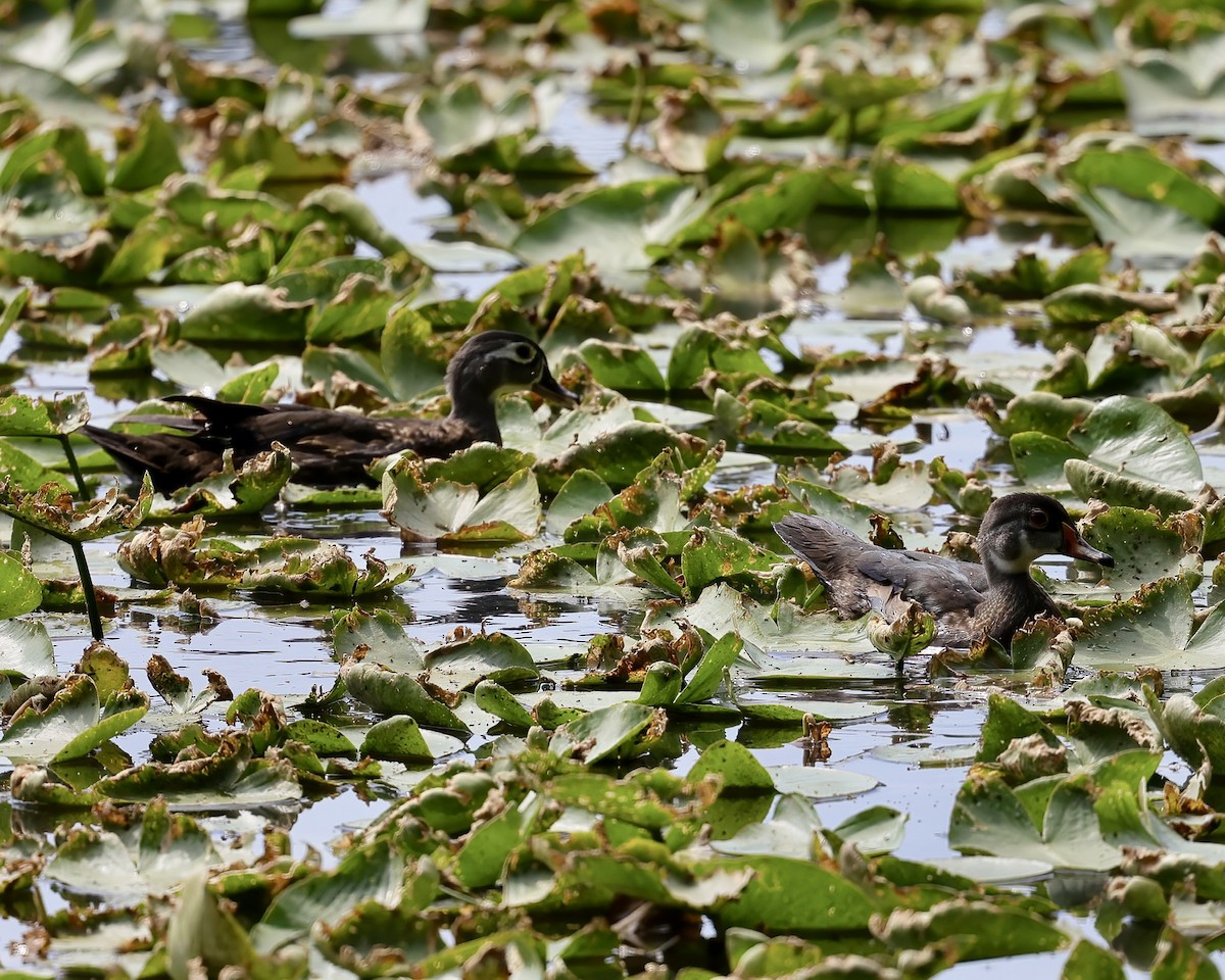 Wood Duck - ML465603251