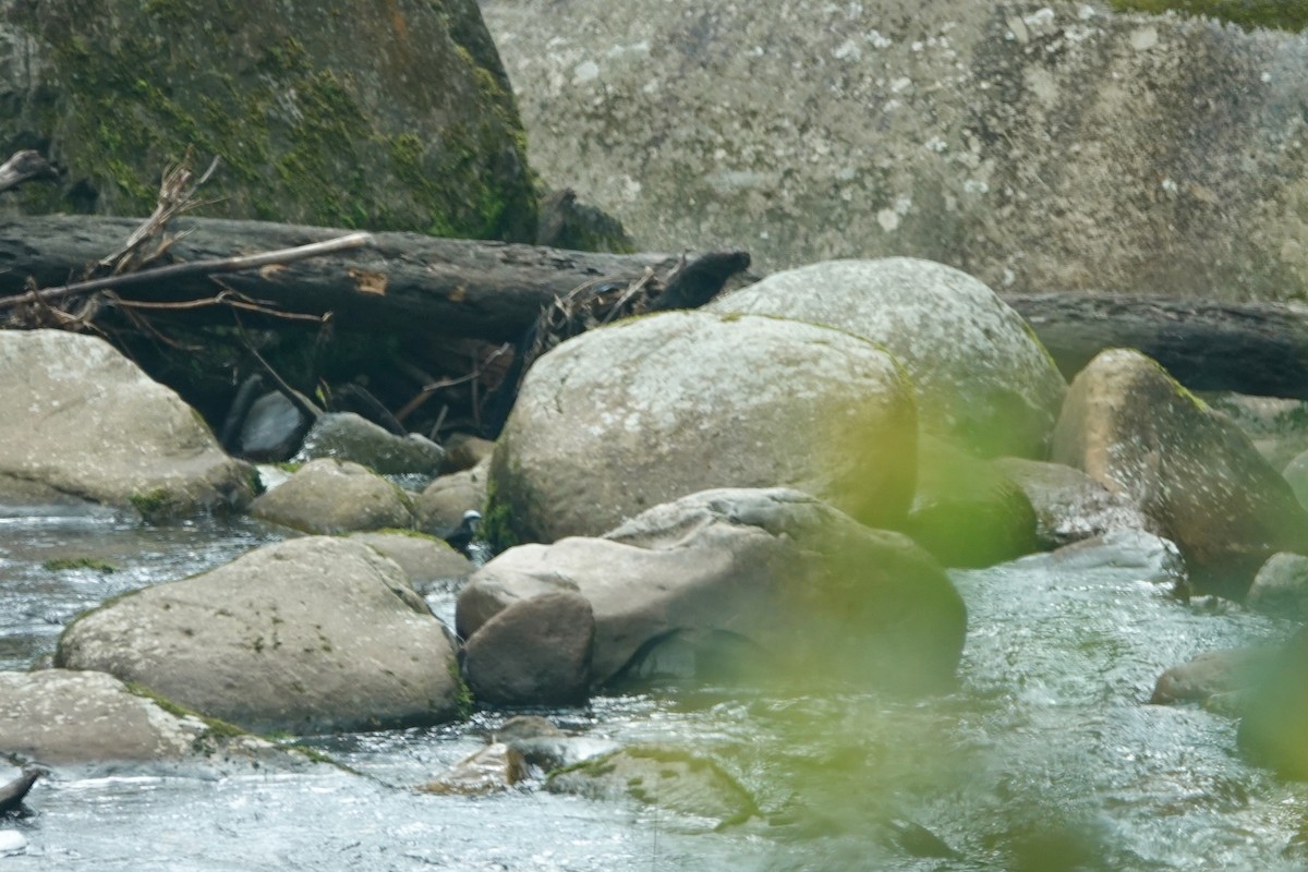 White-capped Dipper - ML465603271