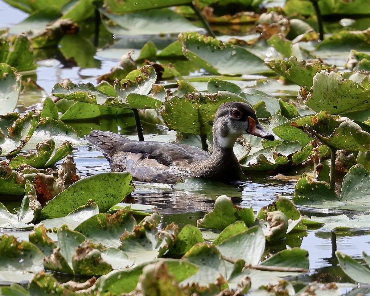 Wood Duck - ML465603281