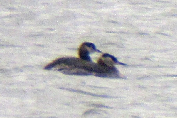 Red-necked Grebe - ML46560451