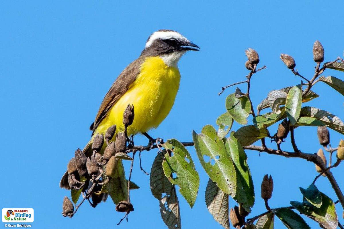 Rusty-margined Flycatcher - Oscar  Rodriguez CON-Paraguay Birding & Nature