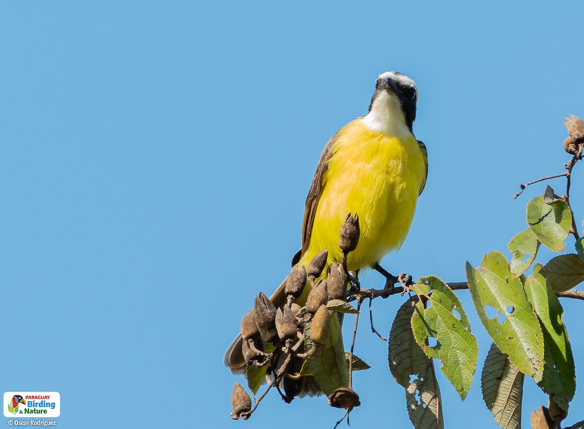 Rusty-margined Flycatcher - Oscar  Rodriguez CON-Paraguay Birding & Nature