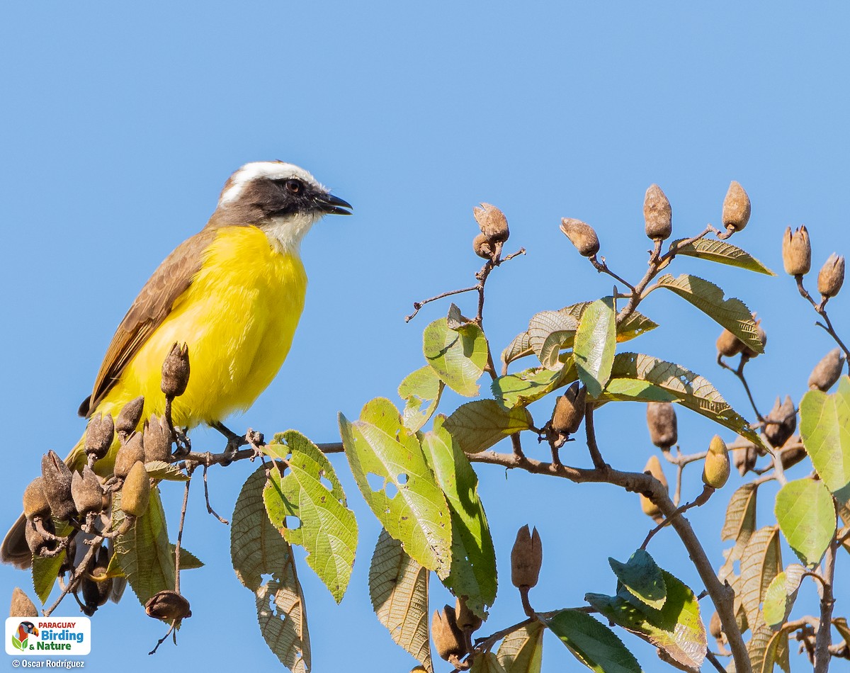 Rusty-margined Flycatcher - Oscar  Rodriguez CON-Paraguay Birding & Nature