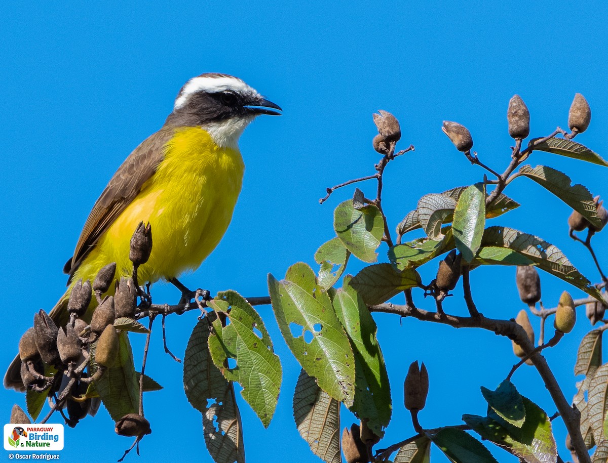 Rusty-margined Flycatcher - ML465604721