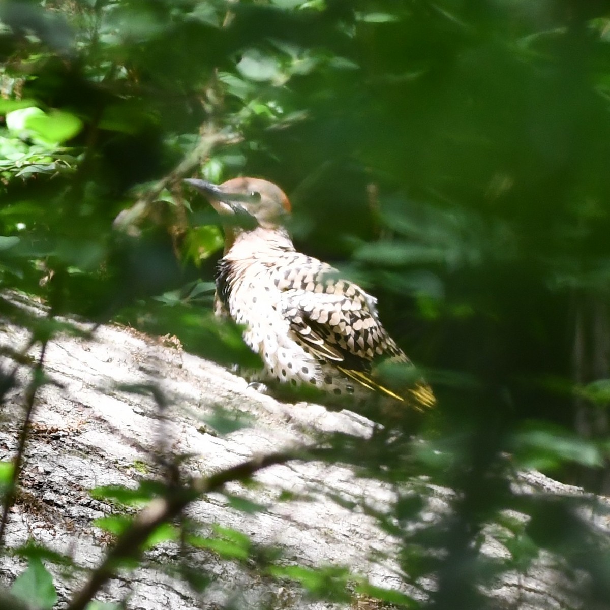 Northern Flicker - ML465605061