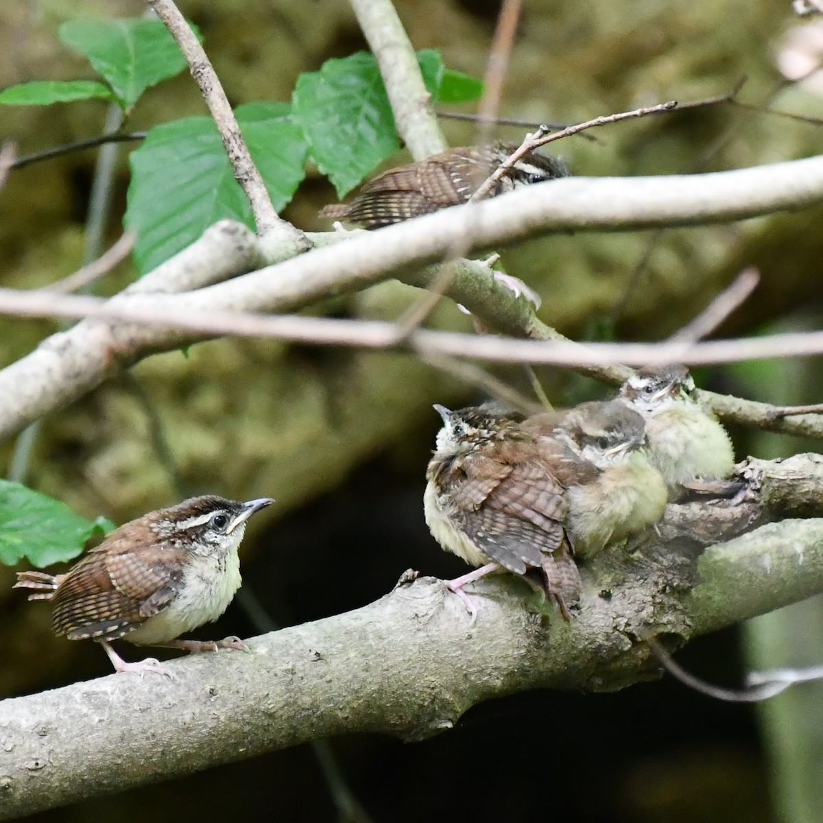 Carolina Wren - ML465605101