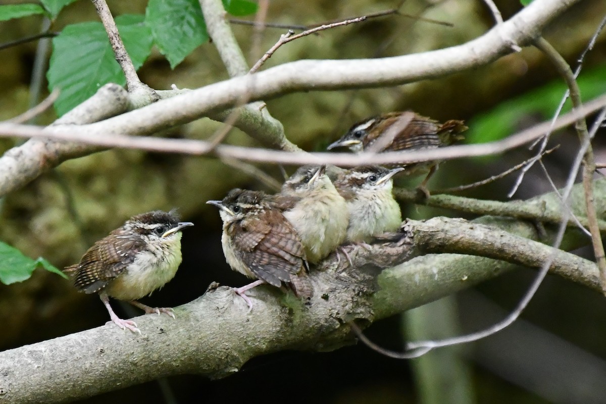 Carolina Wren - ML465605111