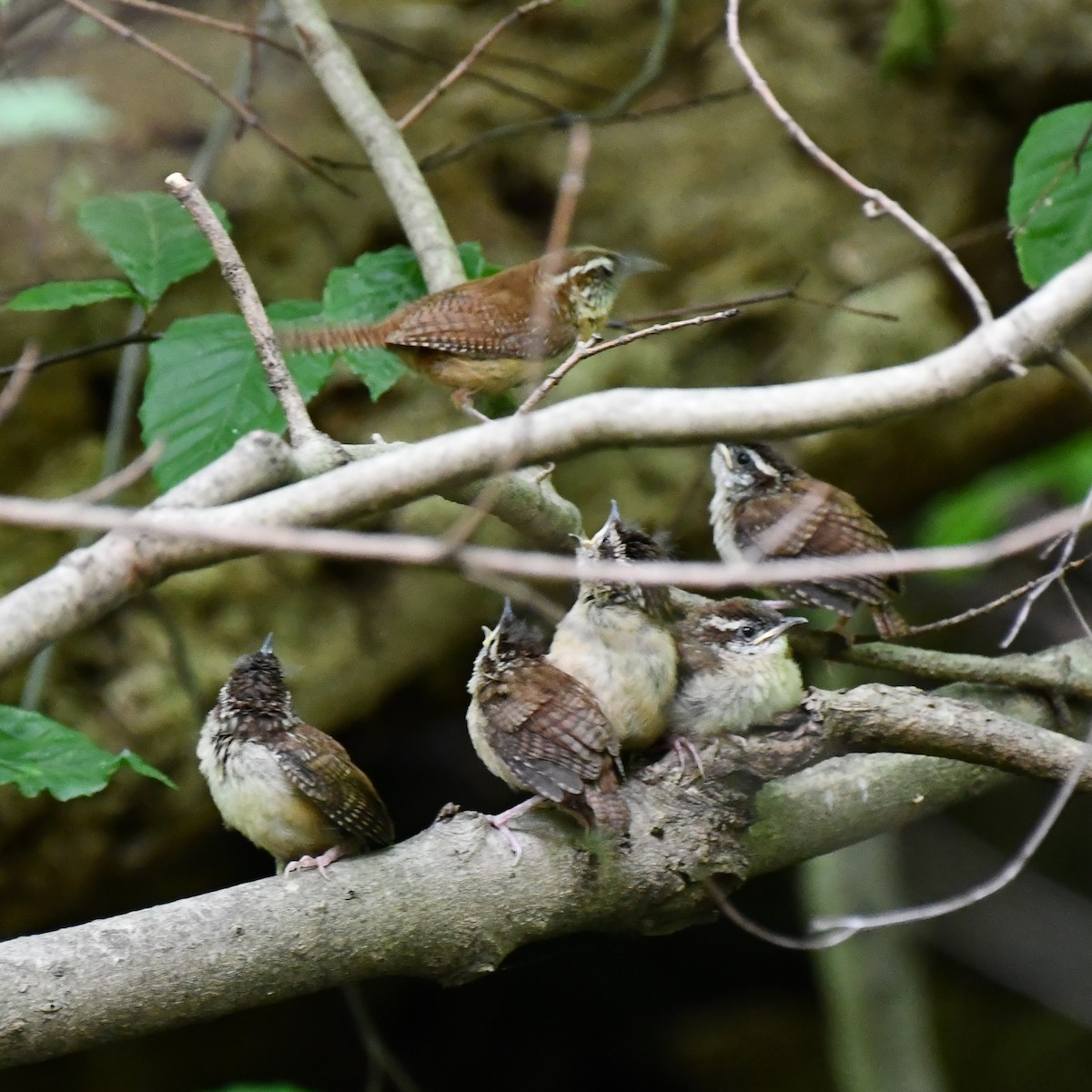Carolina Wren - ML465605121