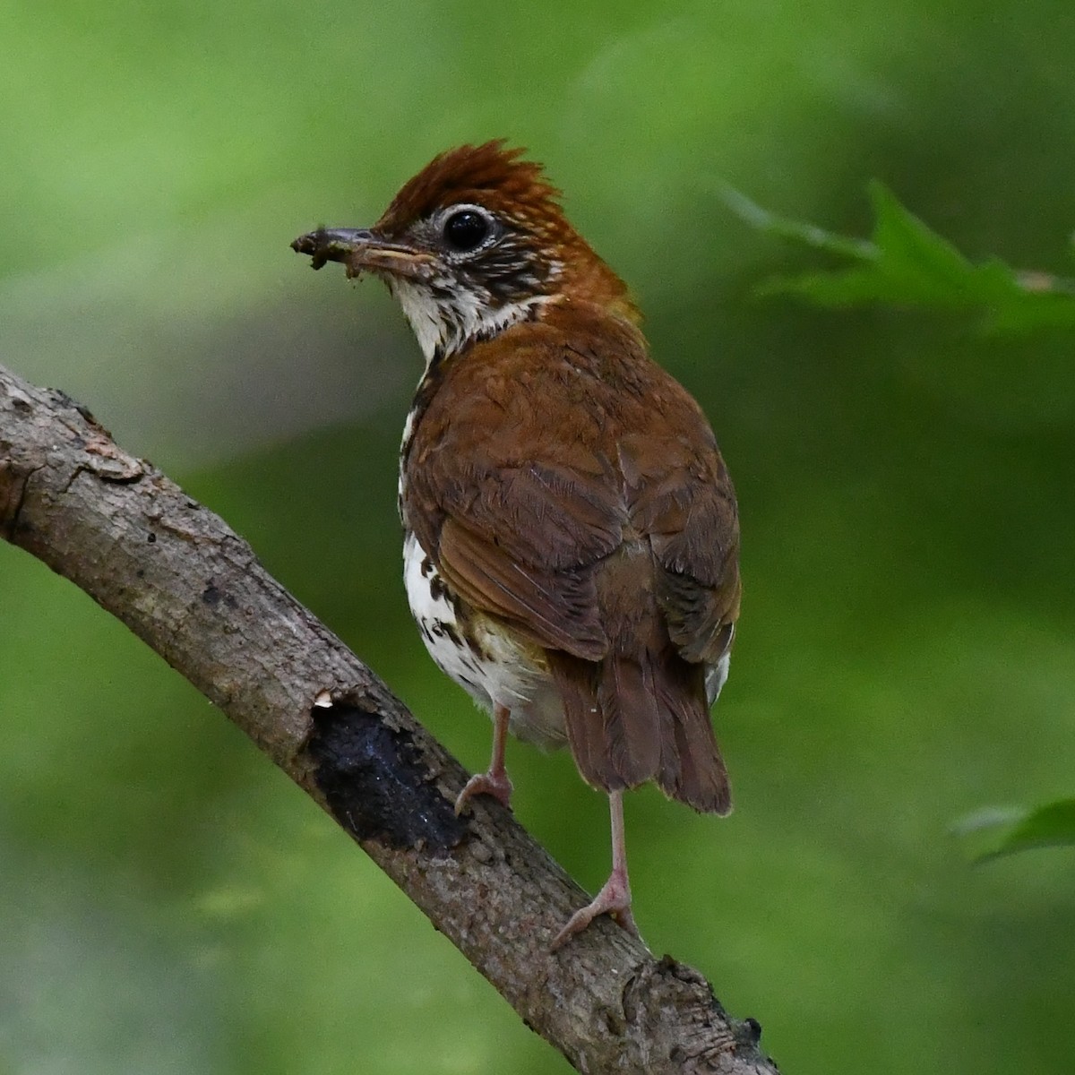 Wood Thrush - ML465605171