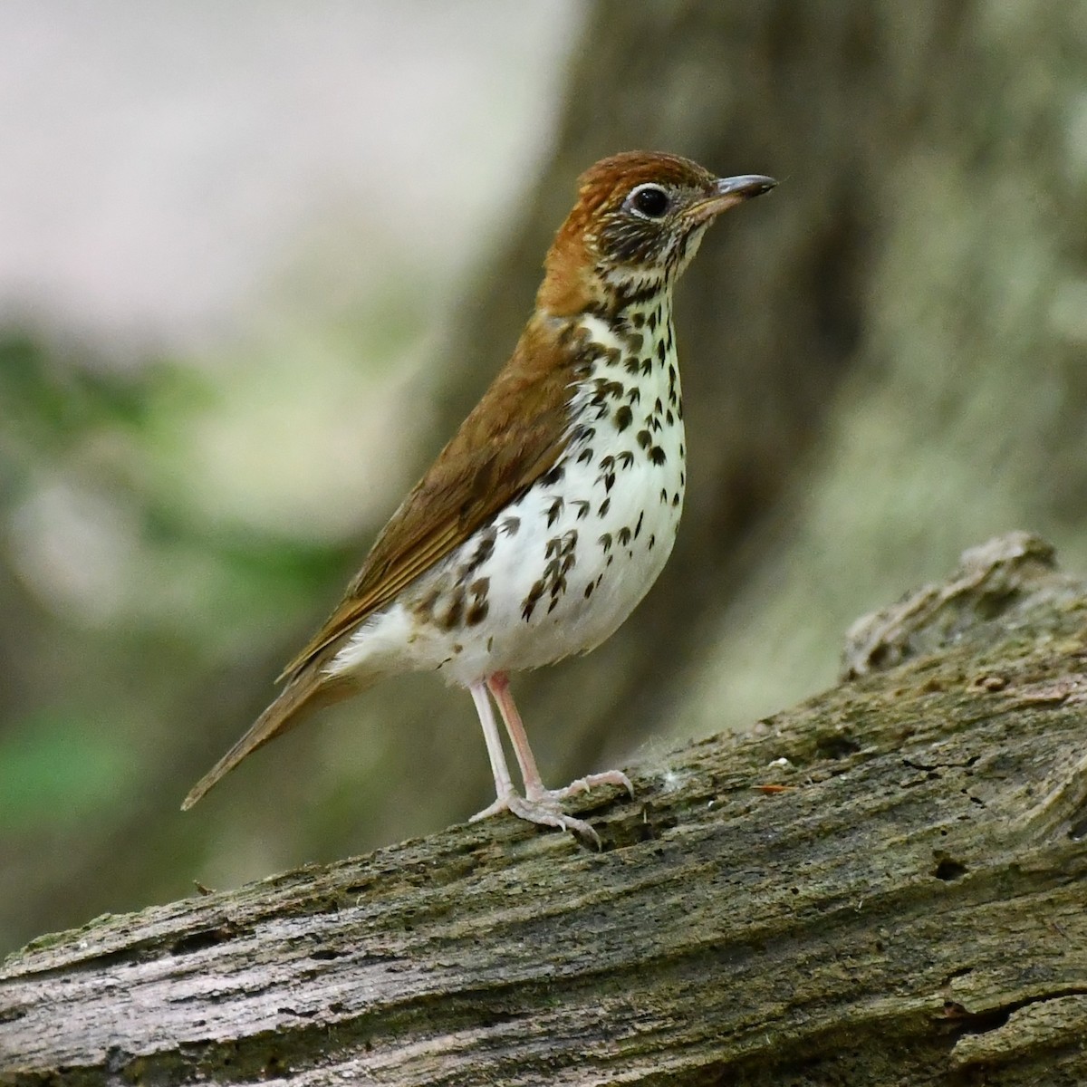 Wood Thrush - ML465605181