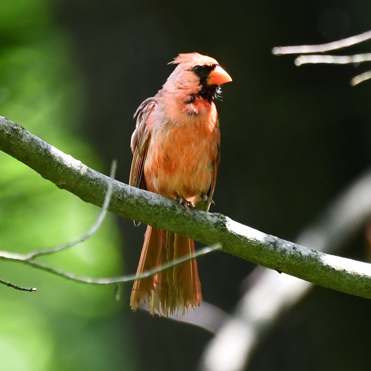 Northern Cardinal - ML465605231