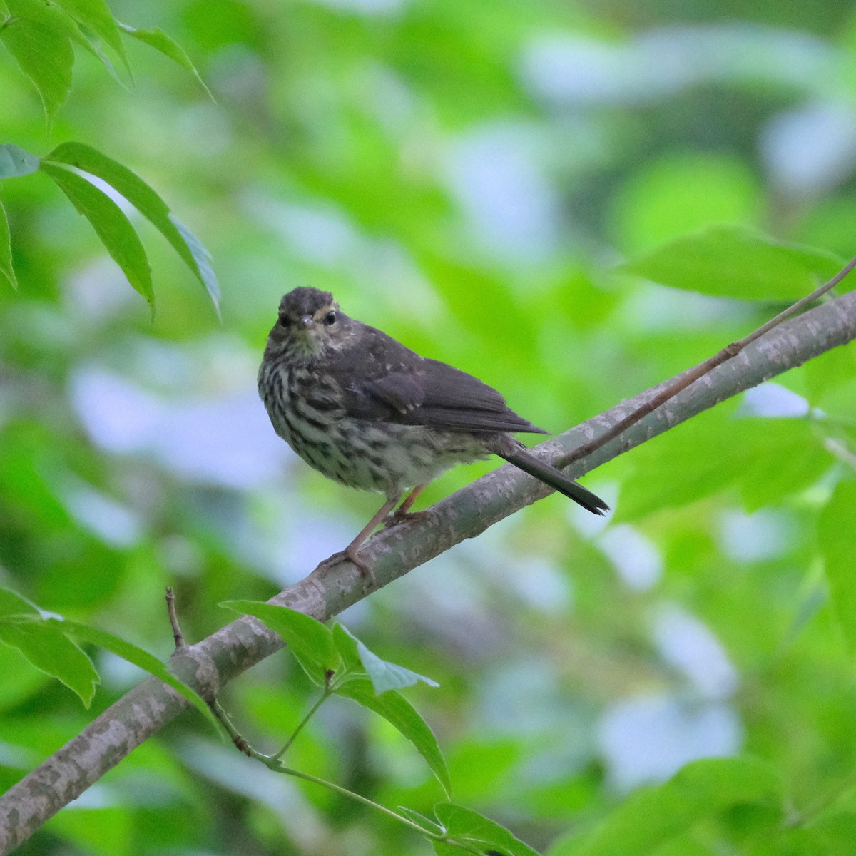 Northern Waterthrush - ML465606451