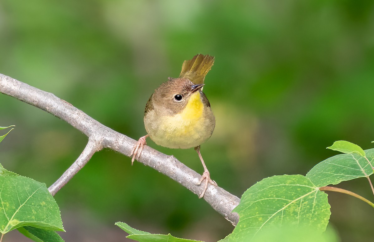 Common Yellowthroat - ML465608051