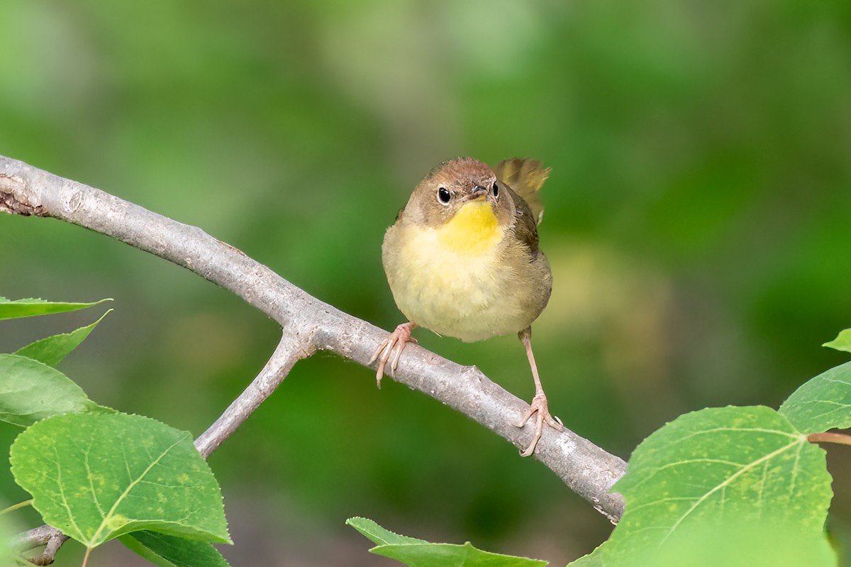 Common Yellowthroat - ML465608091