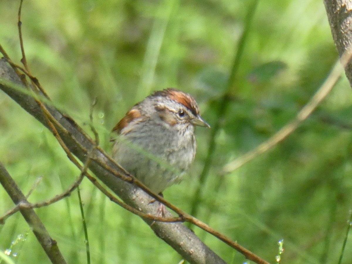 Swamp Sparrow - ML465608261