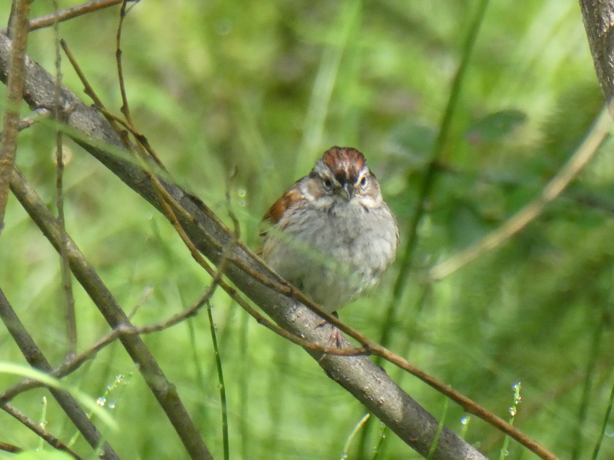 Swamp Sparrow - ML465608271