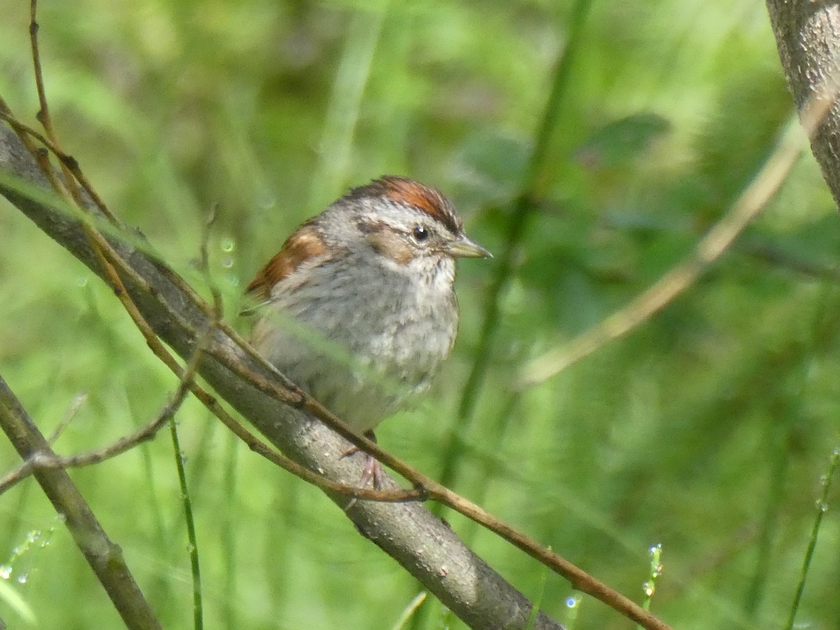 Swamp Sparrow - ML465608291