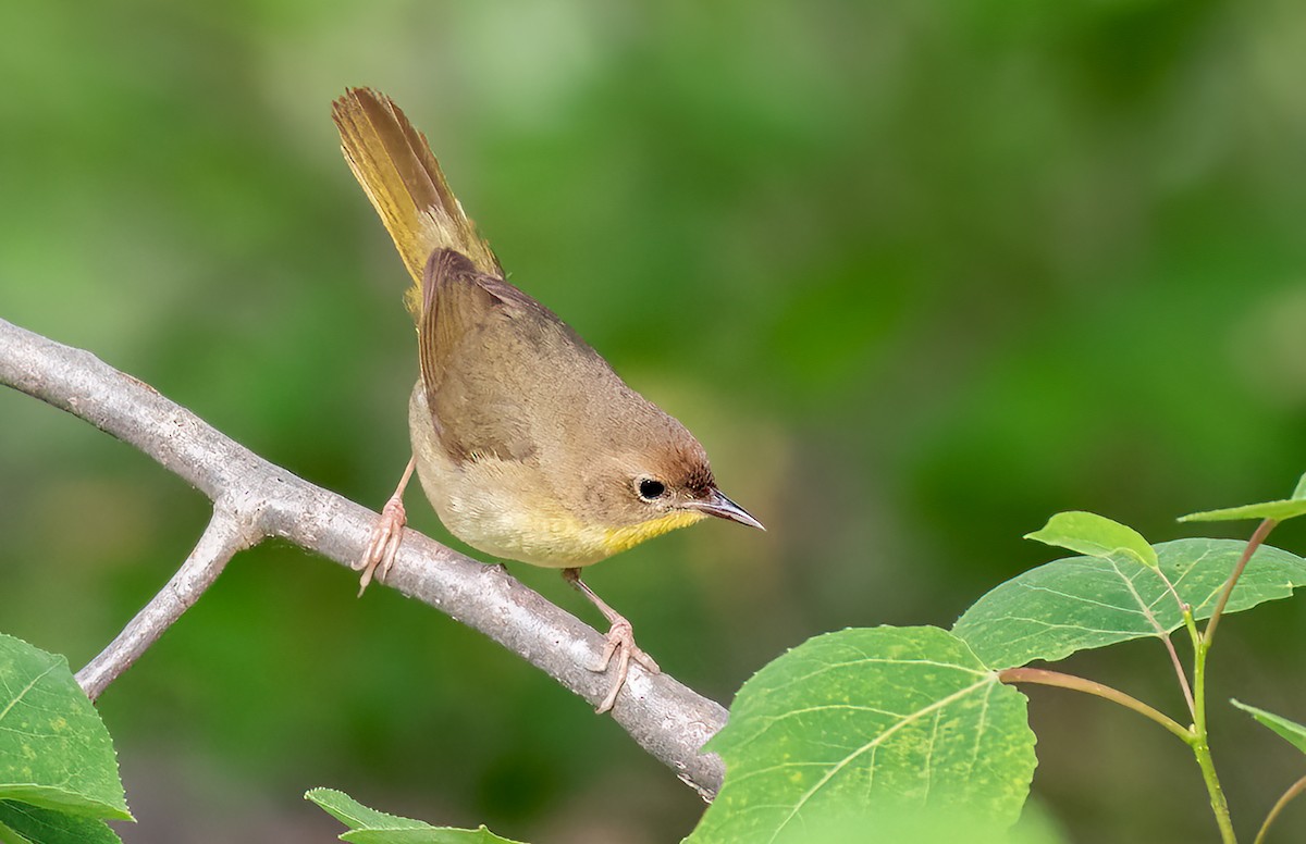 Common Yellowthroat - Iris Kilpatrick