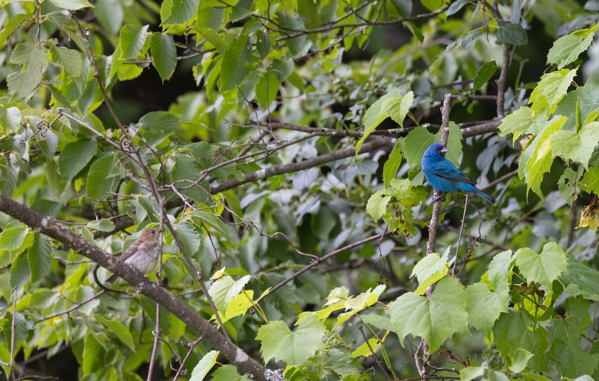 Indigo Bunting - Jay McGowan