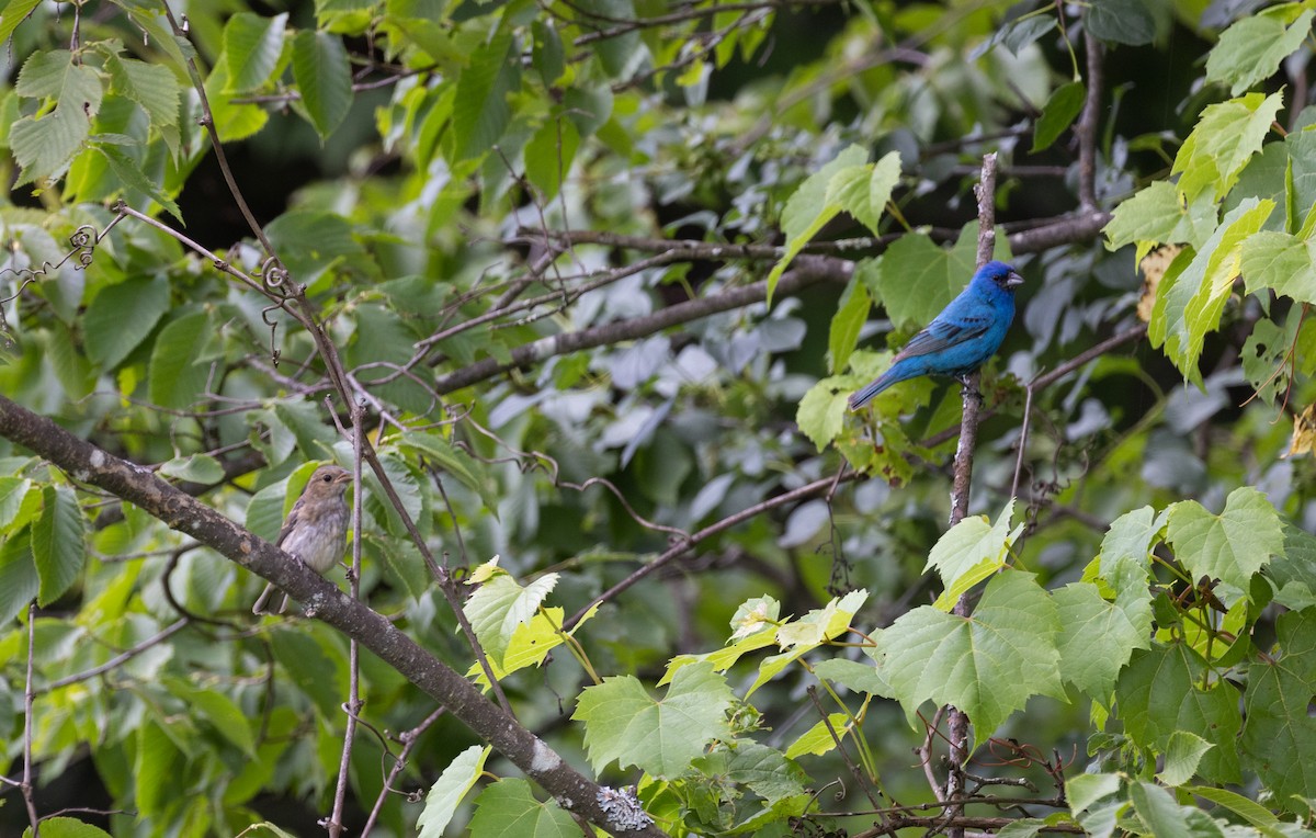 Indigo Bunting - ML465608631