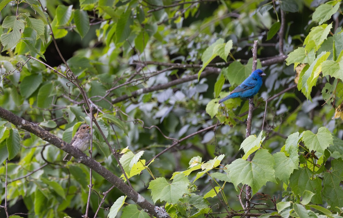 Indigo Bunting - Jay McGowan