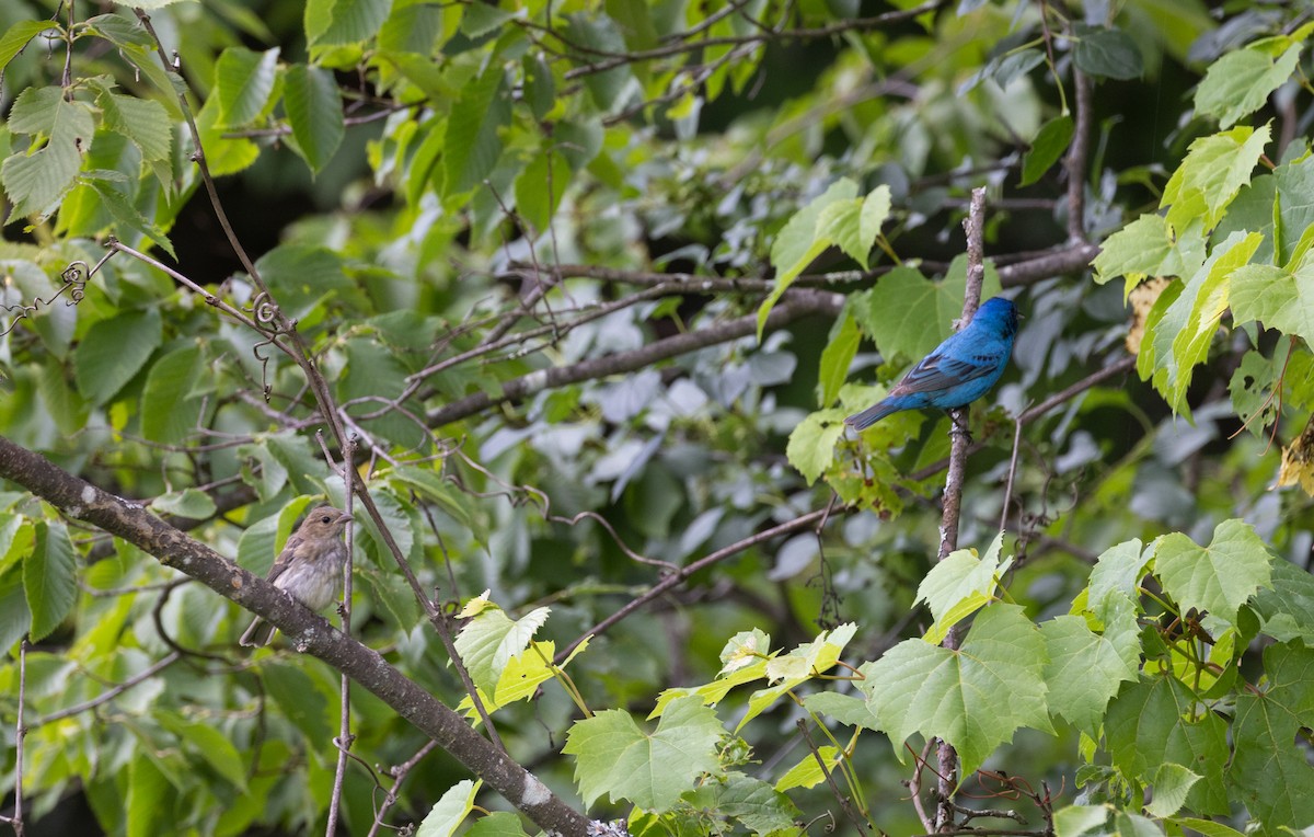 Passerin indigo - ML465608651