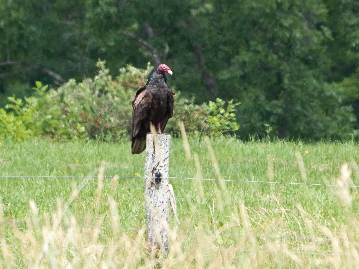 Turkey Vulture - Susan Elliott