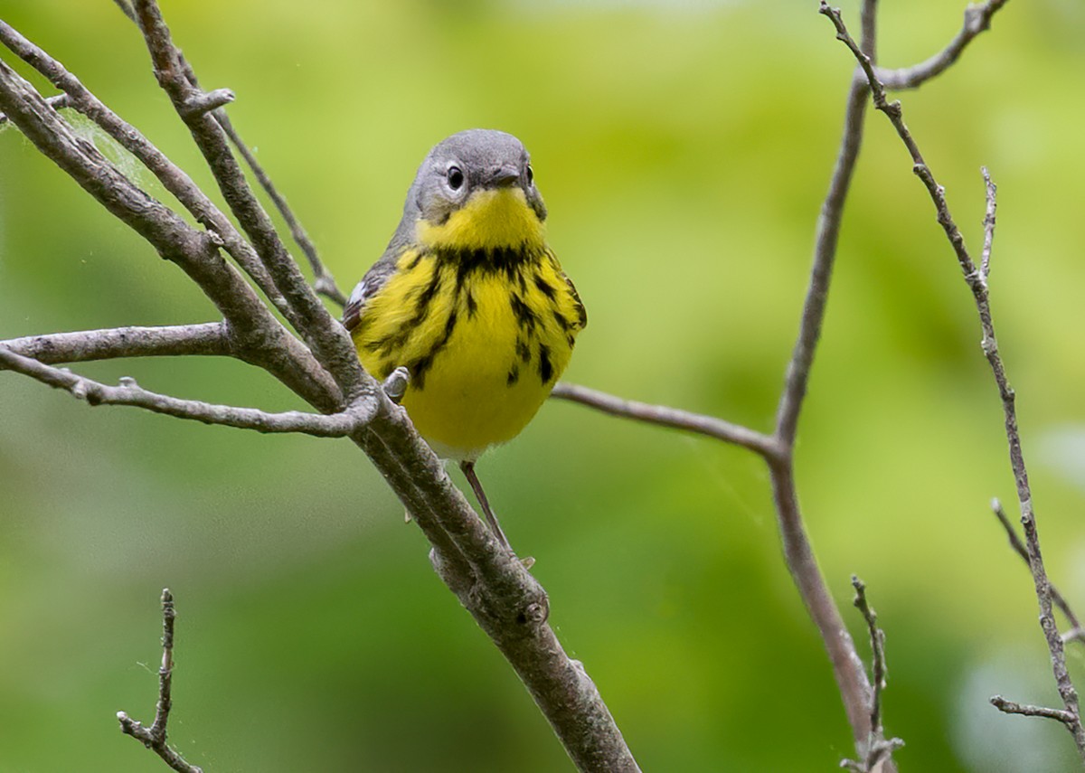 Magnolia Warbler - ML465609651