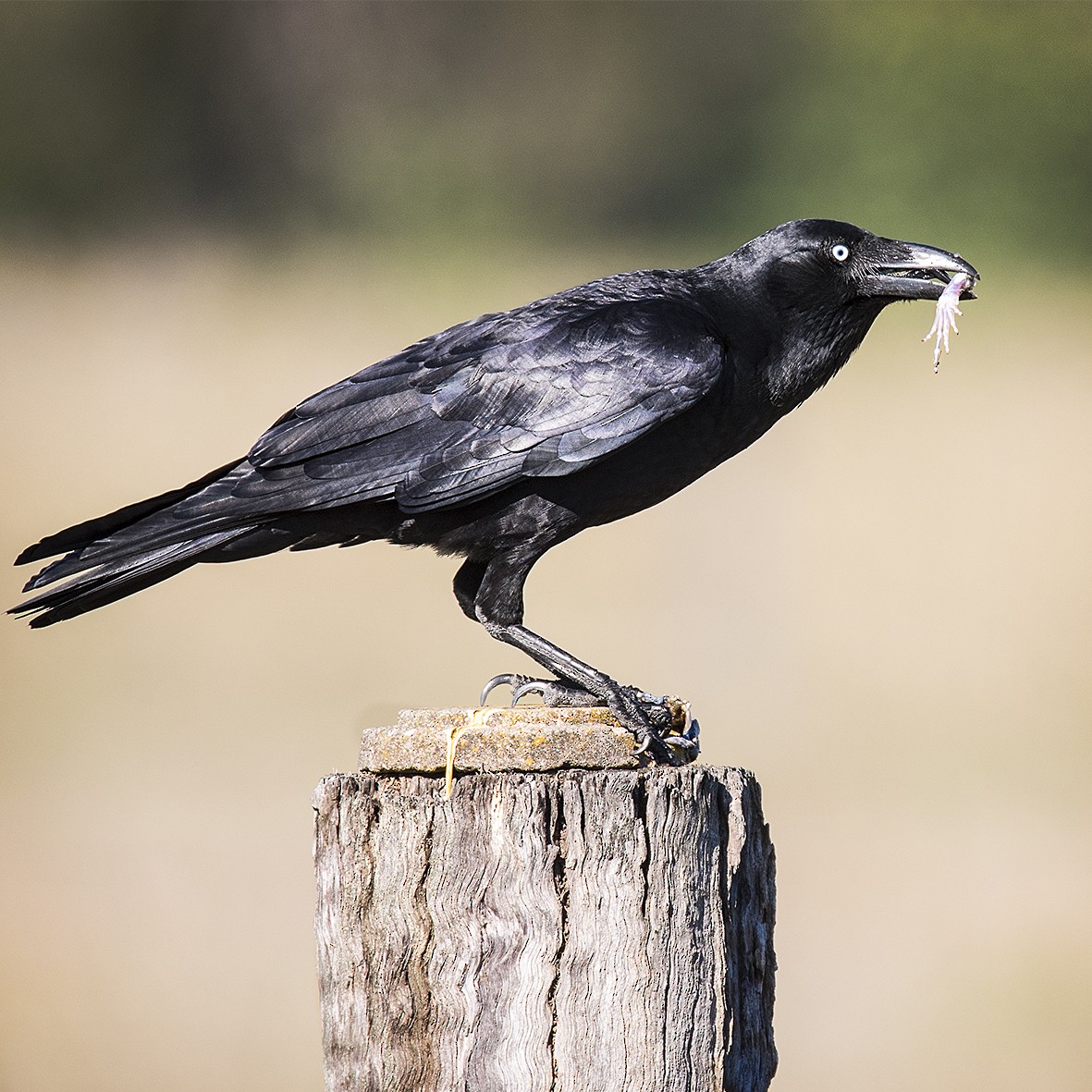 Torresian Crow - ML46561021