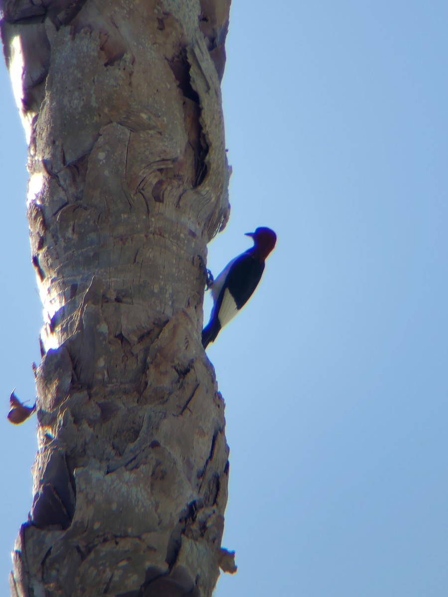 Red-headed Woodpecker - ML465610241