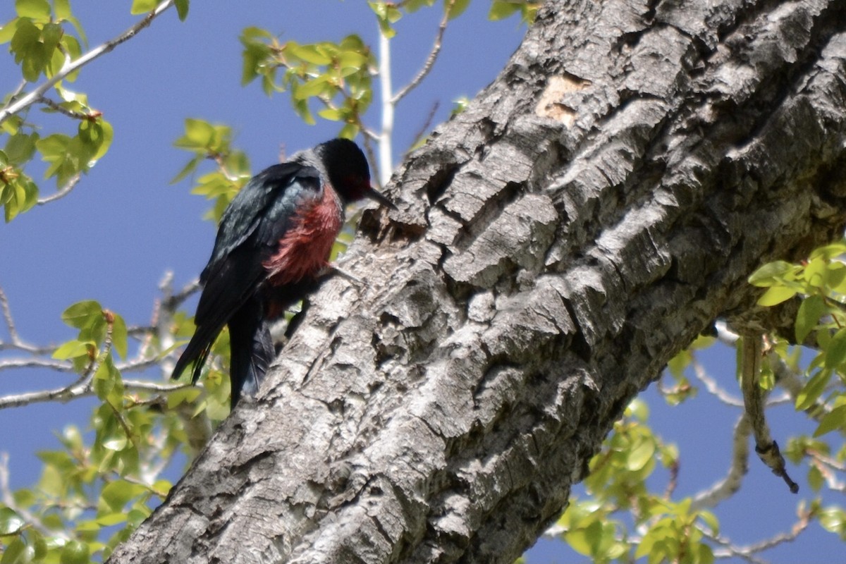 Lewis's Woodpecker - ML465610951