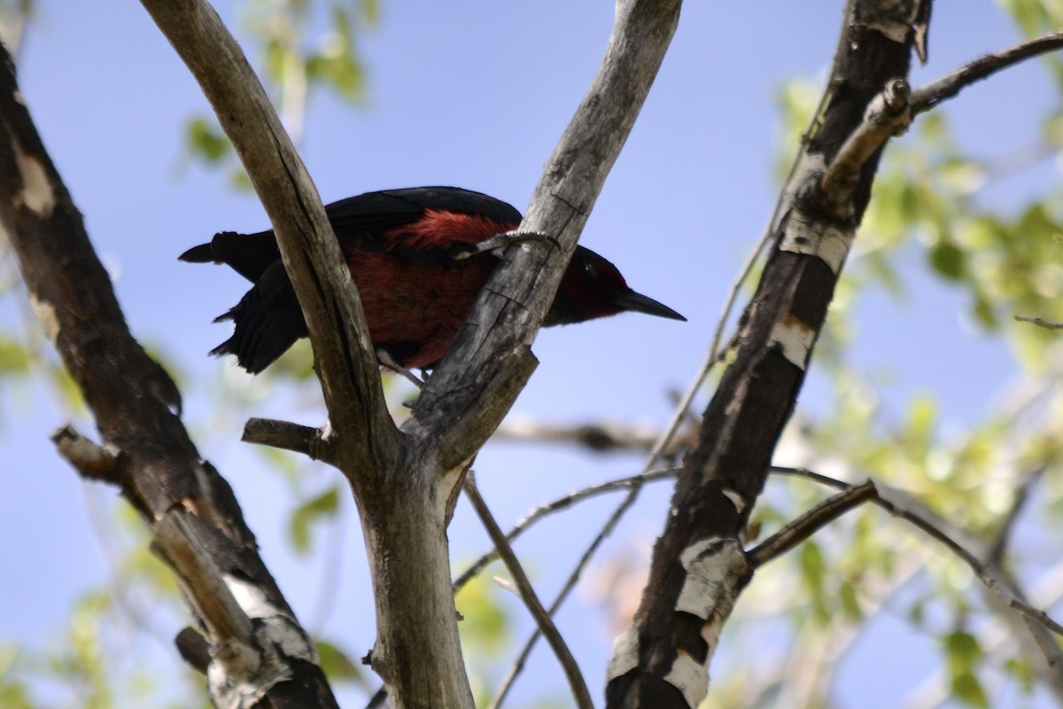 Lewis's Woodpecker - ML465611061