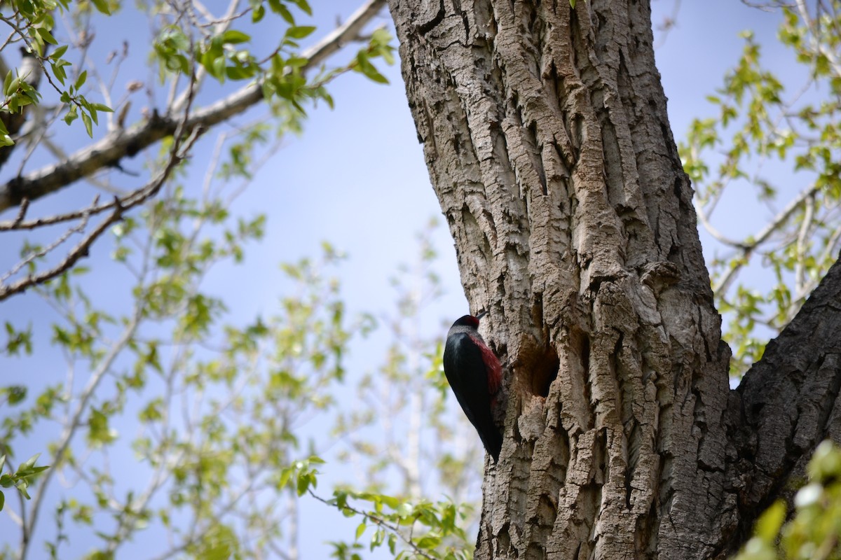 Lewis's Woodpecker - ML465611091