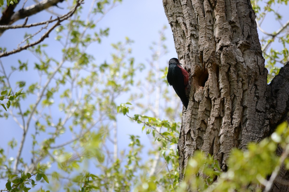 Lewis's Woodpecker - ML465611111