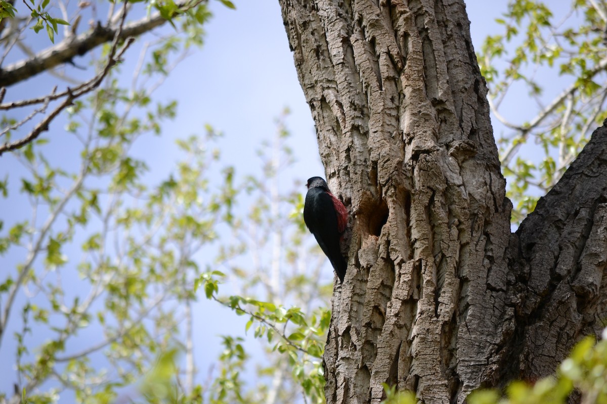 Lewis's Woodpecker - ML465611131