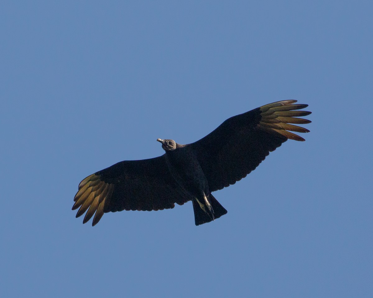 Black Vulture - Silvia Faustino Linhares