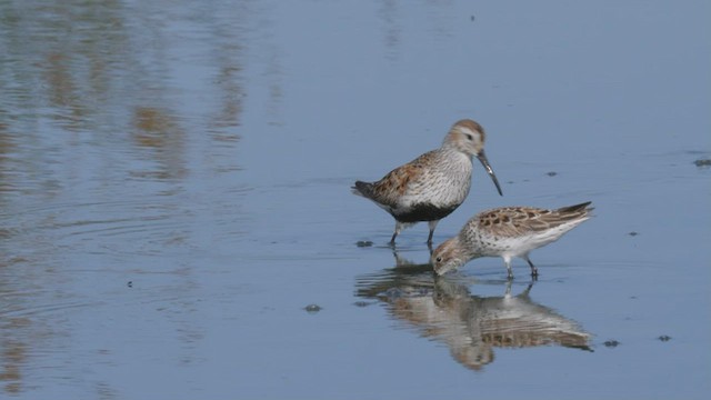 Bécasseau variable - ML465615631