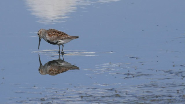 Alpenstrandläufer - ML465615721