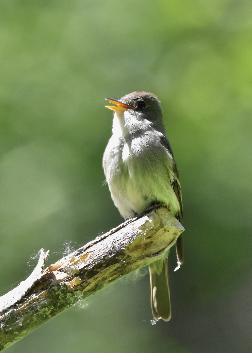 Eastern Wood-Pewee - ML465615931