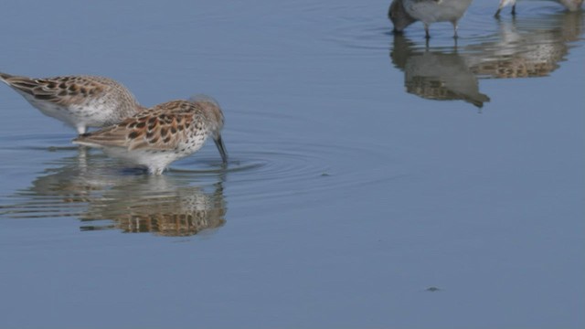 Western Sandpiper - ML465616201