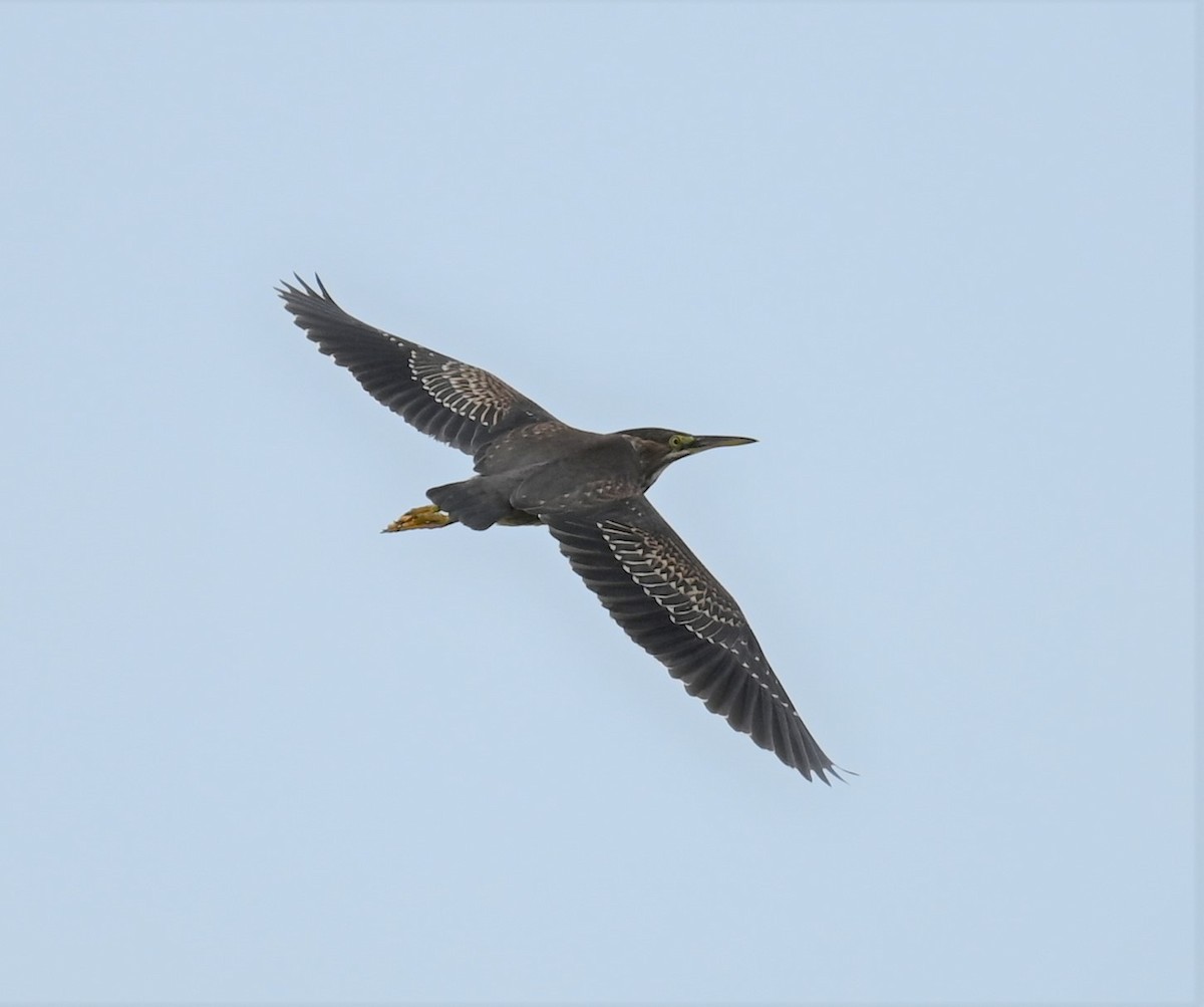 Green Heron - ML465616581