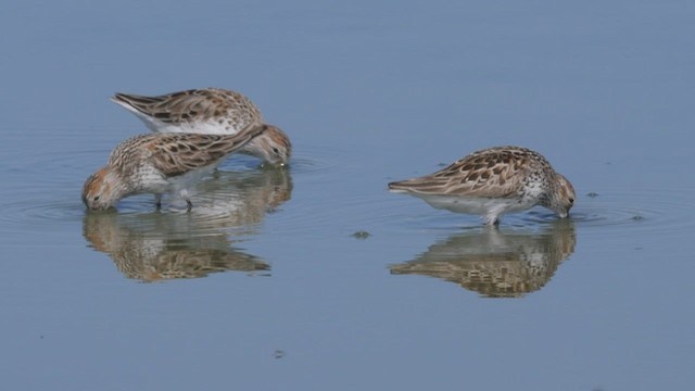 Western Sandpiper - ML465616621