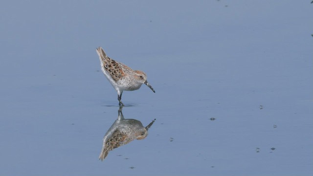 Western Sandpiper - ML465616651