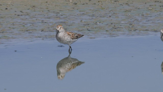 Western Sandpiper - ML465616661