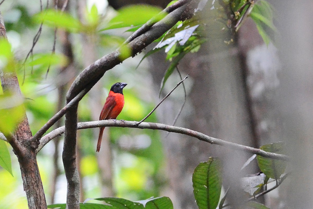 Red-and-black Grosbeak - Bruno Rennó