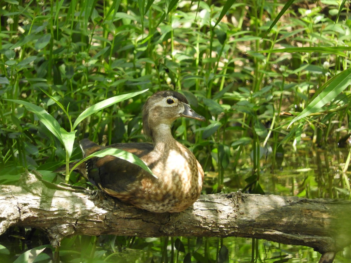 Wood Duck - ML465620511