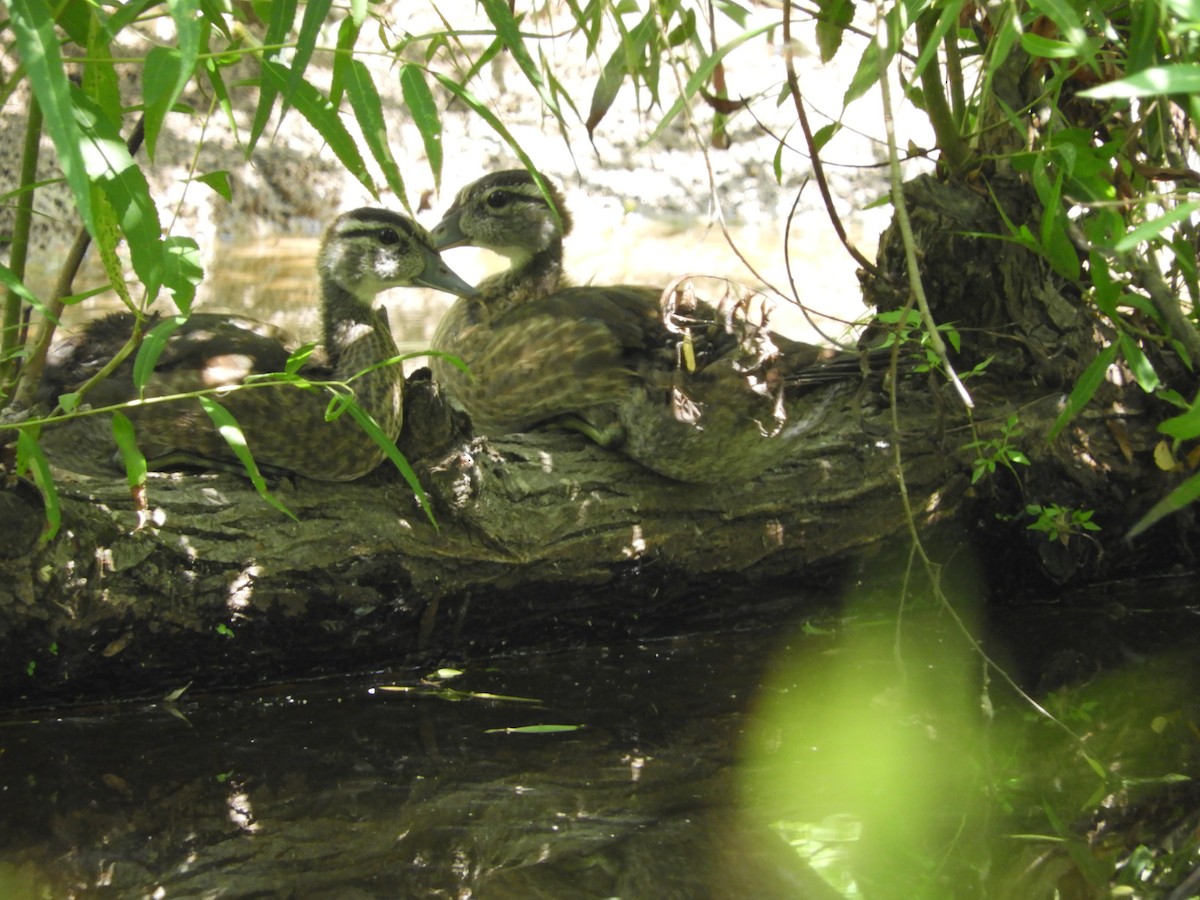 Wood Duck - ML465620541