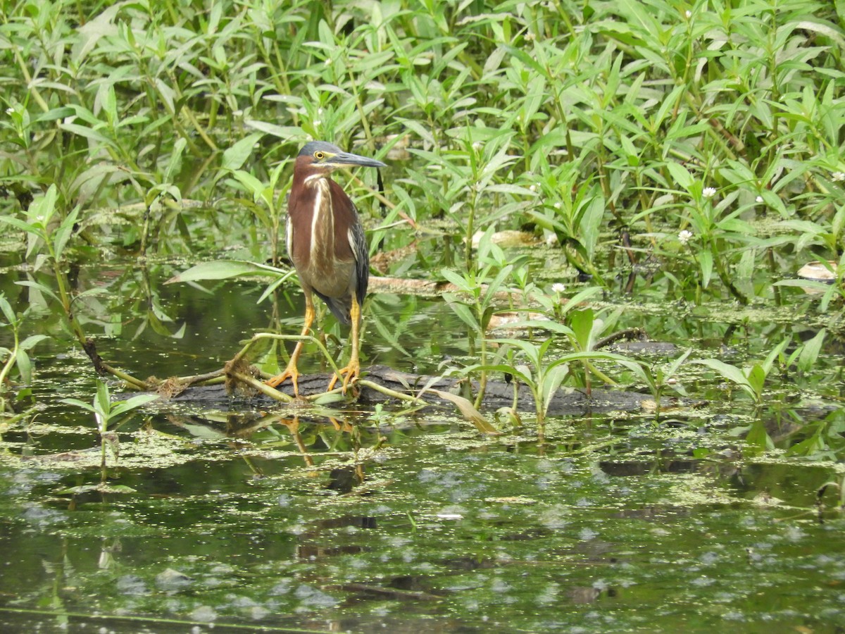 Green Heron - ML465621361